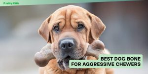 best dog bone for aggressive chewers