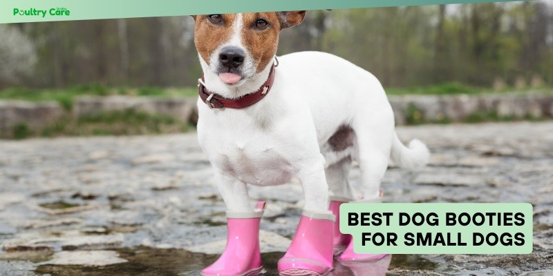 best dog booties for small dogs