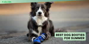 best dog booties for summer
