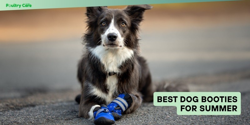 best dog booties for summer