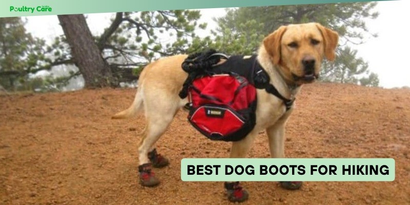best dog boots for hiking