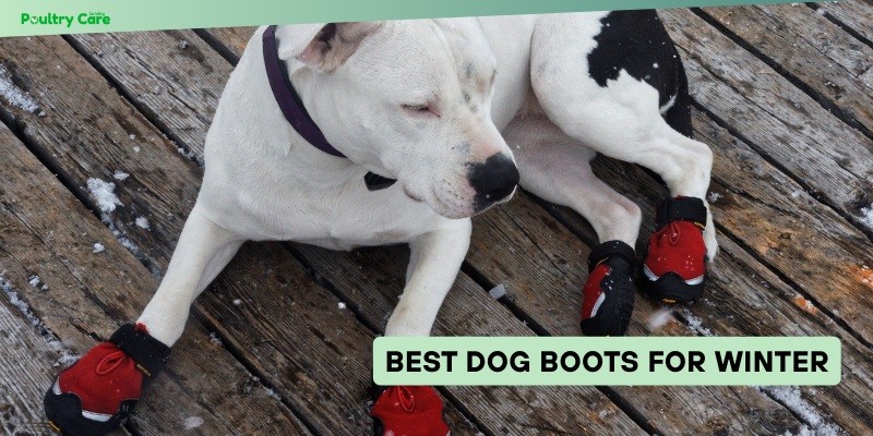 best dog boots for winter