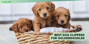 best dog clippers for goldendoodles
