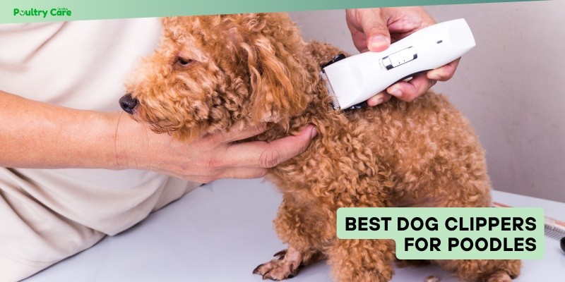 best dog clippers for poodles