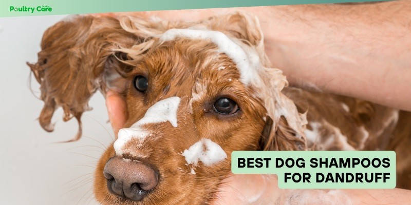 best dog shampoos for dandruff