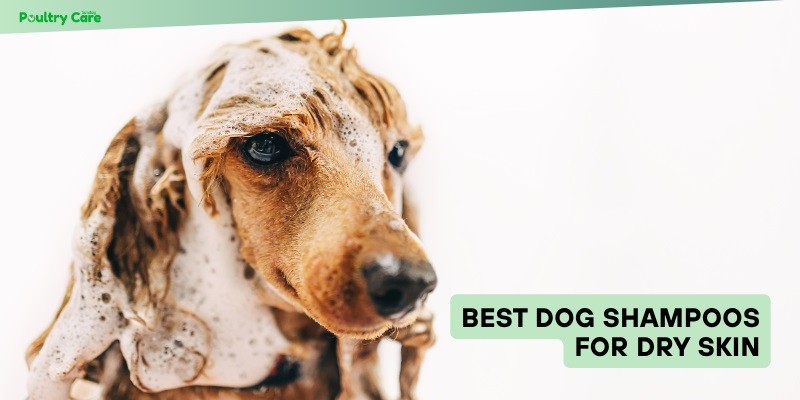 best dog shampoos for dry skin