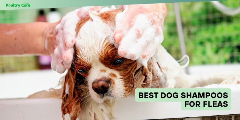 best dog shampoos for fleas