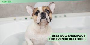 best dog shampoos for french bulldogs