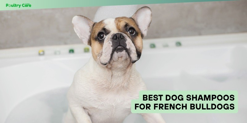 best dog shampoos for french bulldogs