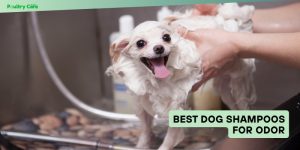 best dog shampoos for odor