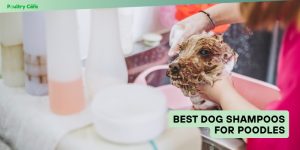 best dog shampoos for poodles