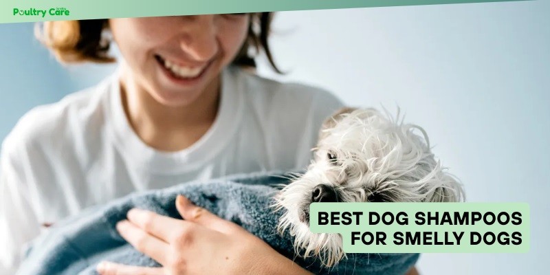 best dog shampoos for smelly dogs