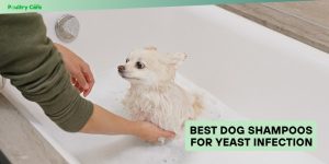 best dog shampoos for yeast infection