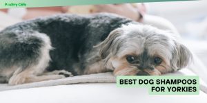 best dog shampoos for yorkies