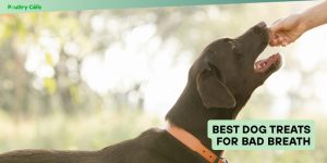 best dog treats for bad breath