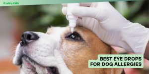 best eye drops for dog allergies