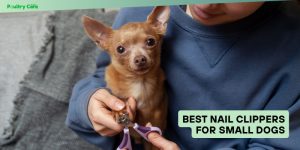 best nail clippers for small dogs