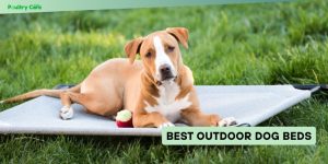 best outdoor dog beds