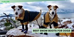 best snow boots for dogs