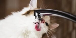 Healthy Hydration for Pets