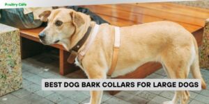 best dog bark collars for large dogs
