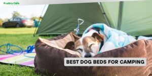 best dog beds for camping