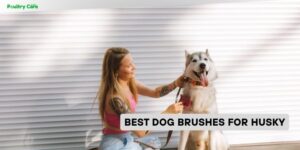 best dog brushes for husky
