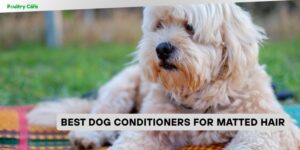 best dog conditioners for matted hair