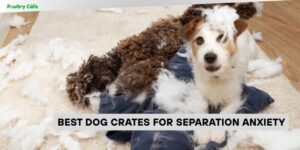 best dog crates for separation anxiety