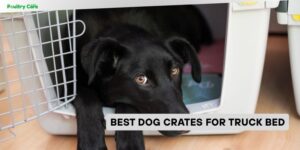 best dog crates for truck bed