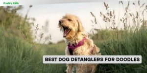 best dog detanglers for doodles