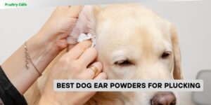 best dog ear powders for plucking