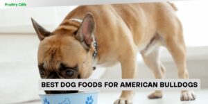 best dog foods for american bulldogs