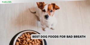 best dog foods for bad breath