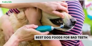 best dog foods for bad teeth