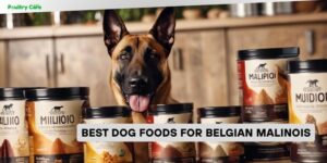 best dog foods for belgian malinois