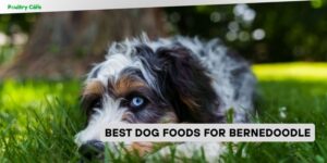 best dog foods for bernedoodle