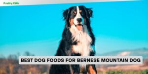 best dog foods for bernese mountain dog