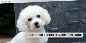best dog foods for bichon frise