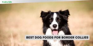 best dog foods for border collies