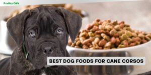 best dog foods for cane corsos