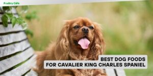 best dog foods for cavalier king charles spaniel