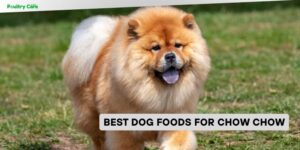 best dog foods for chow chow