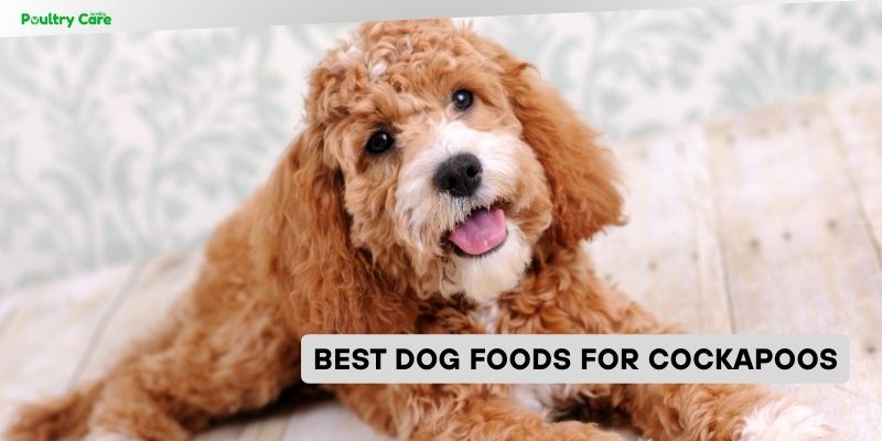 best dog foods for cockapoos