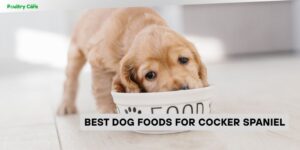 best dog foods for cocker spaniel