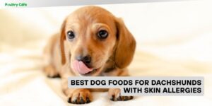 best dog foods for dachshunds with skin allergies