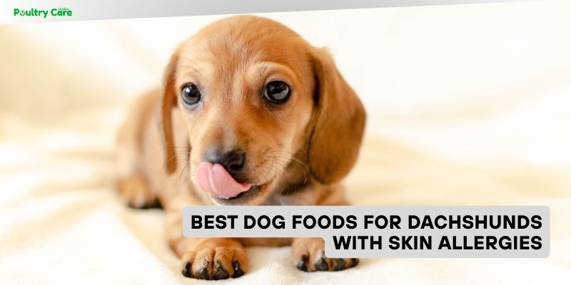 best dog foods for dachshunds with skin allergies
