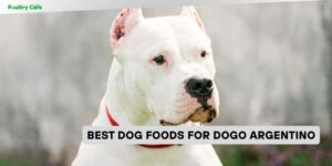 best dog foods for dogo argentino