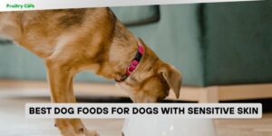 best dog foods for dogs with sensitive skin