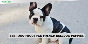 best dog foods for french bulldog puppies